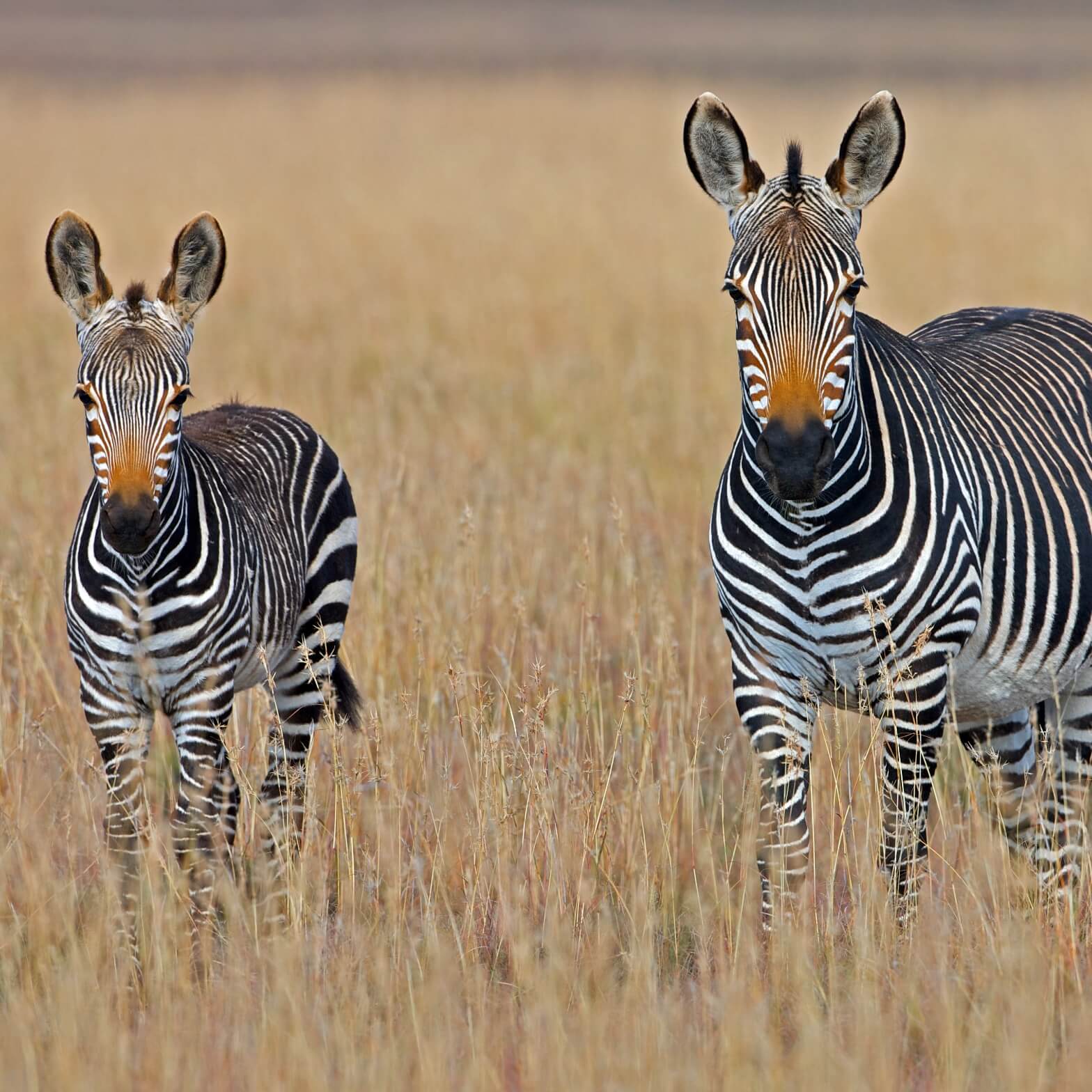 Meer over Zuid-Afrika