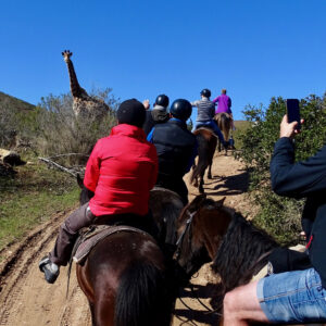 groepsreis-op-maathorse-ride-giraffe