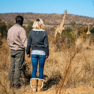 bush walk giraffe