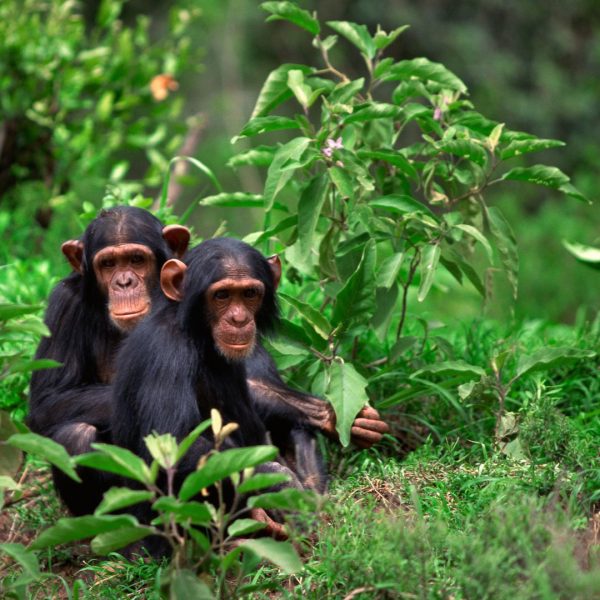 Chimpanzee-Rwanda