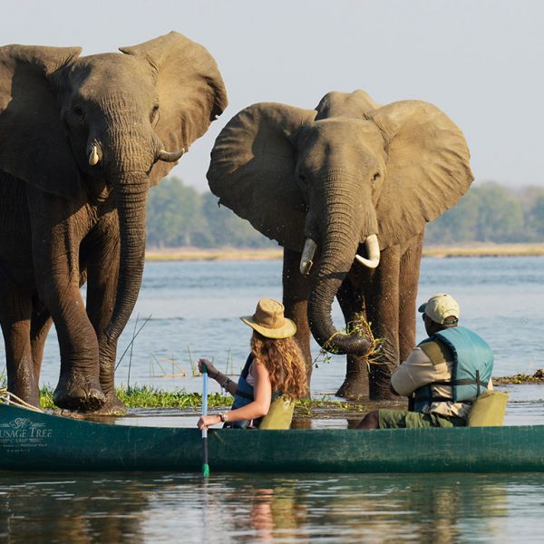 zambia safari olifanten