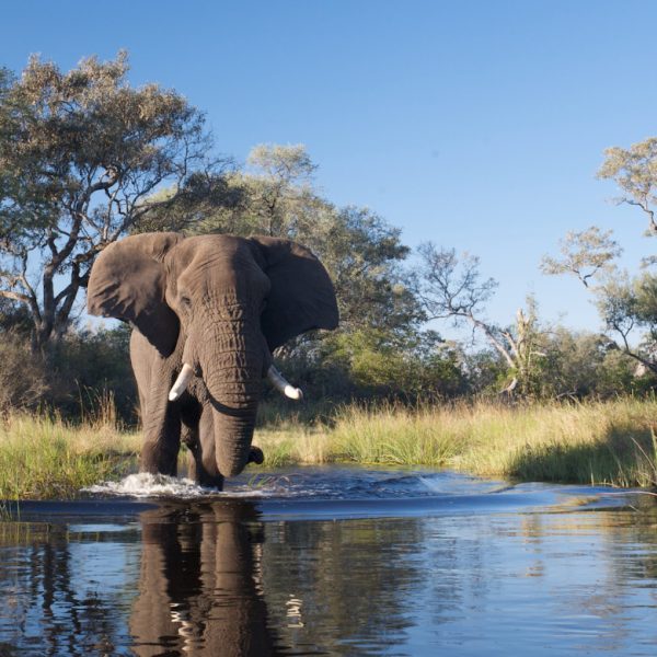 botswana olifant spotten