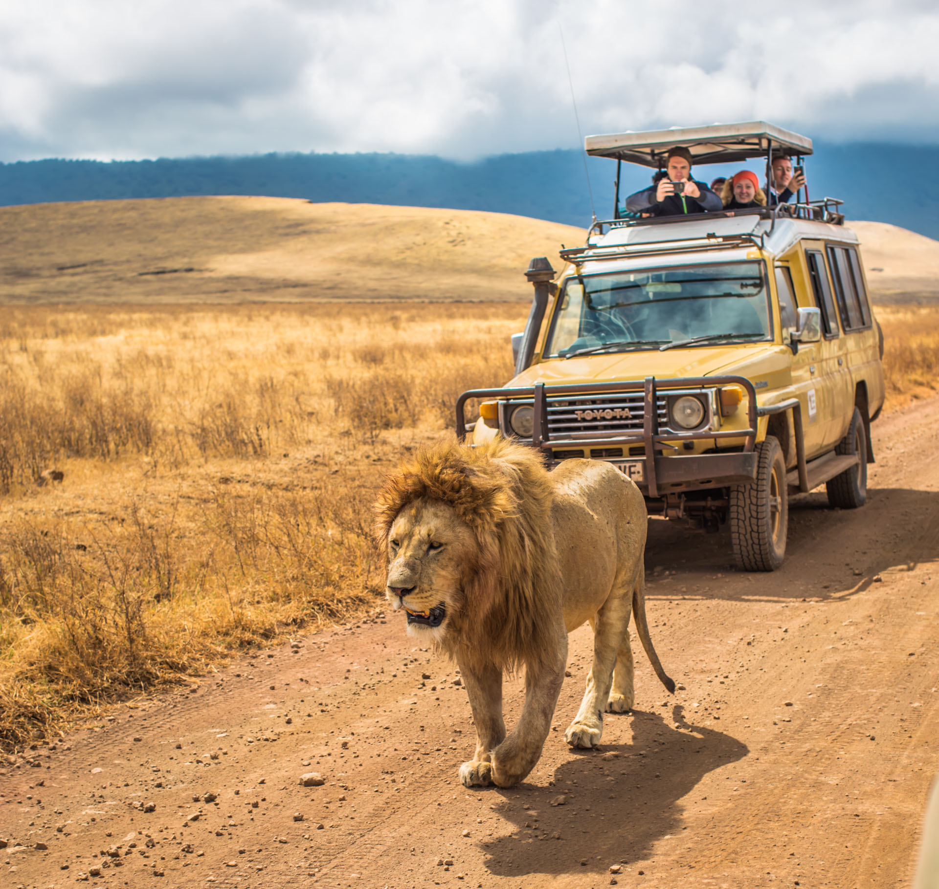 lion gets in safari car