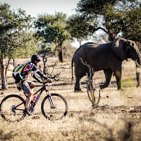 tour-de-tuli-2019-elephant-close-up--tour